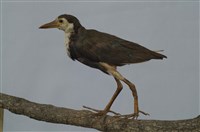 藏品(白腹秧雞)的圖片